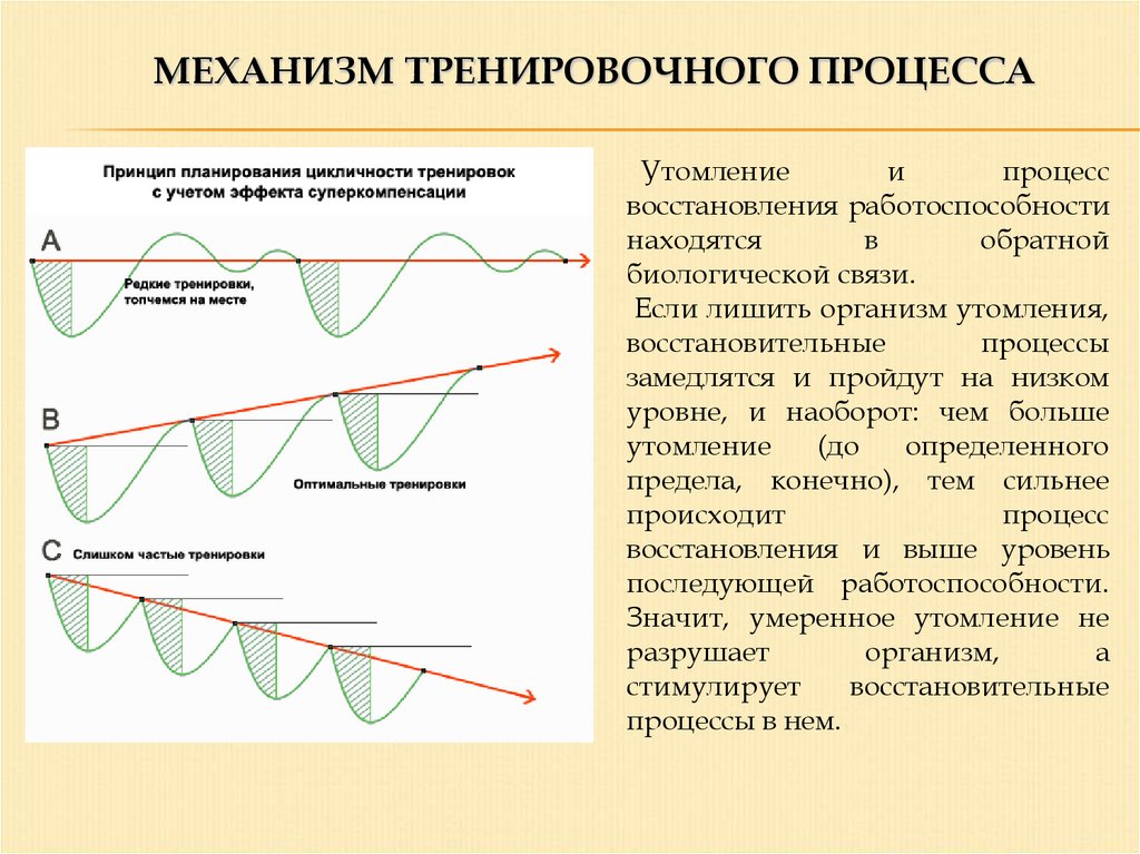 Правила тренировочного процесса. Утомление и процессы восстановления. Принцип цикличности тренировочного процесса. График восстановления работоспособности. Восстановительные процессы.