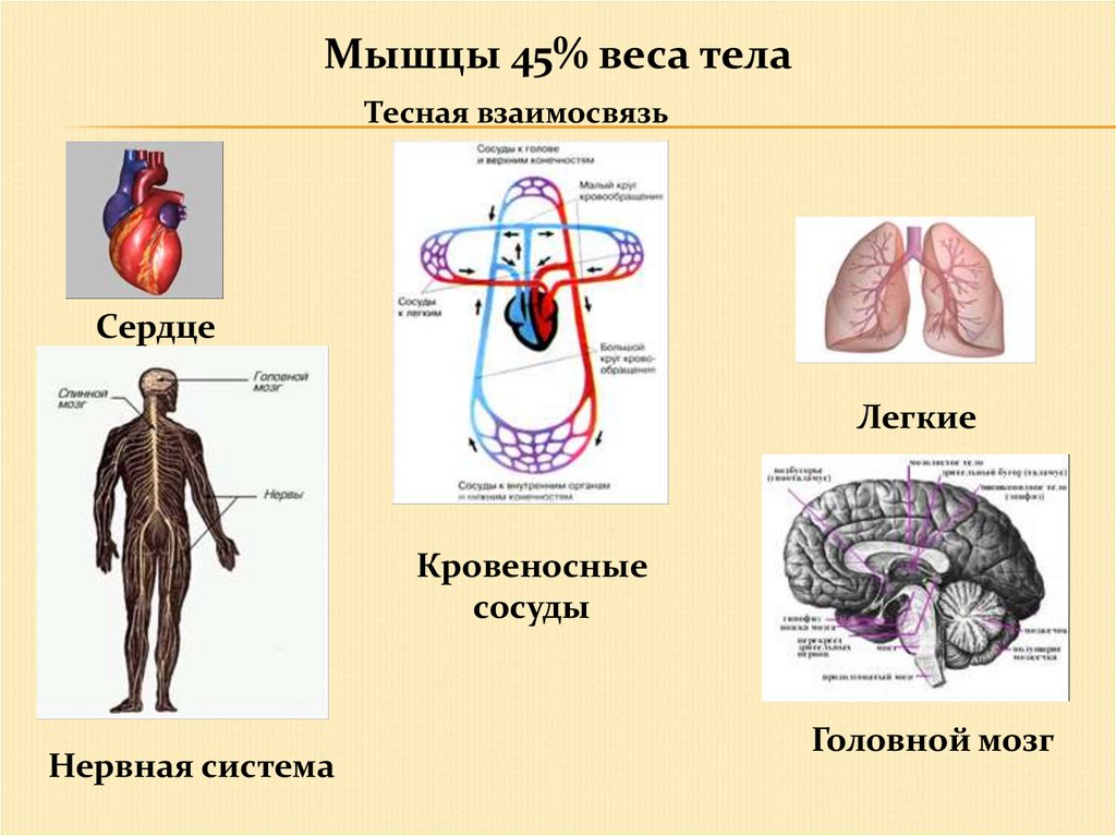 Сердце и мозг взаимосвязь. Организм человека. Кровеносная и нервная системы мышц. Взаимосвязь сердца и легких.