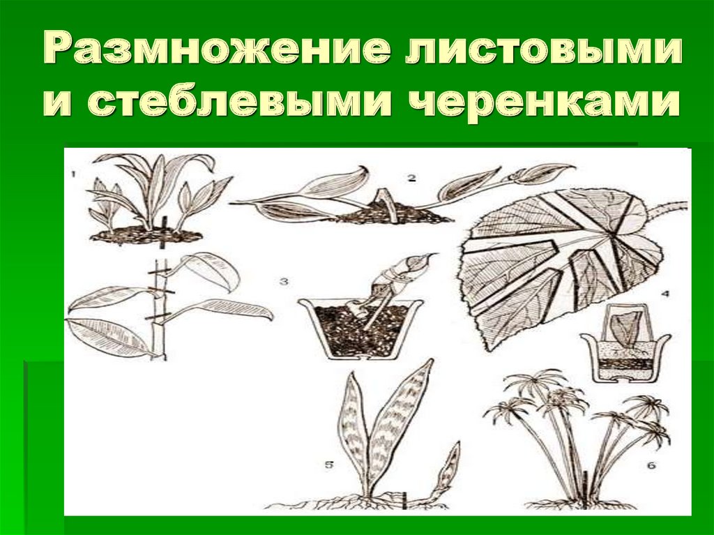 Размножение листовыми черенками рисунок