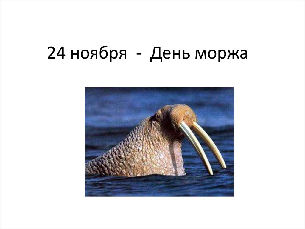 Схема слова моржи