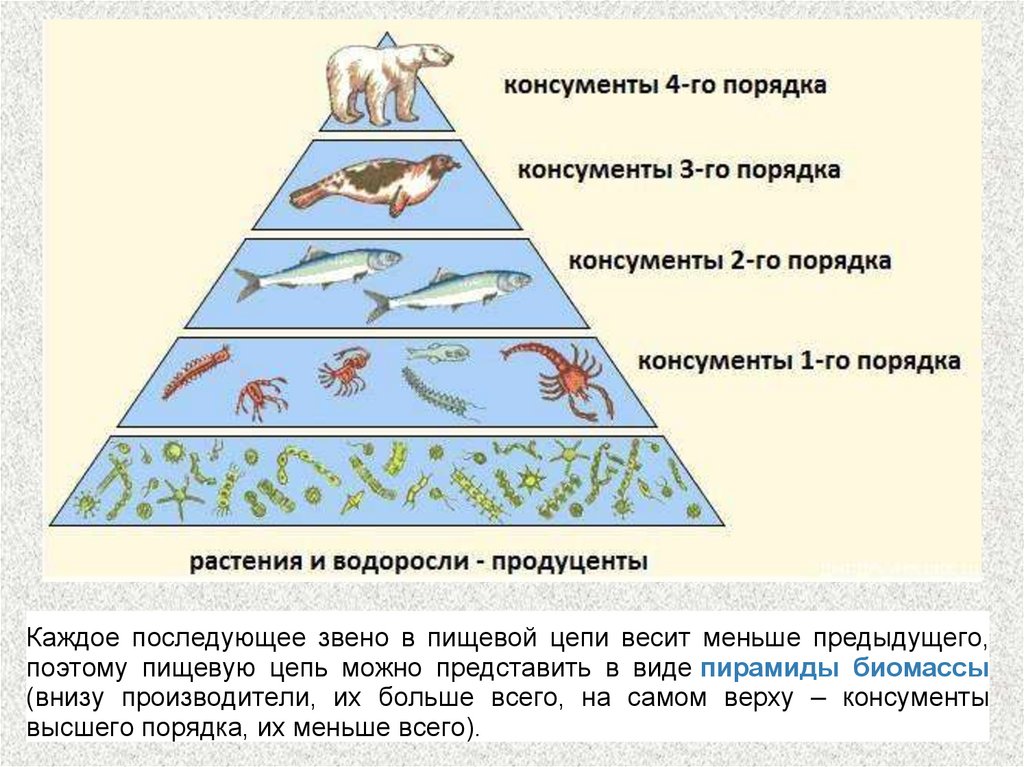 Тюлень консумент какого порядка. Экологическая пирамида консументы. Экологическая пирамида консументы продуценты. Пищевая пирамида биология. Цепи питания животных консументы редуценты.