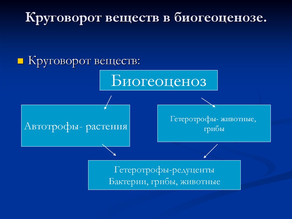 Схема круговорота веществ в экосистеме