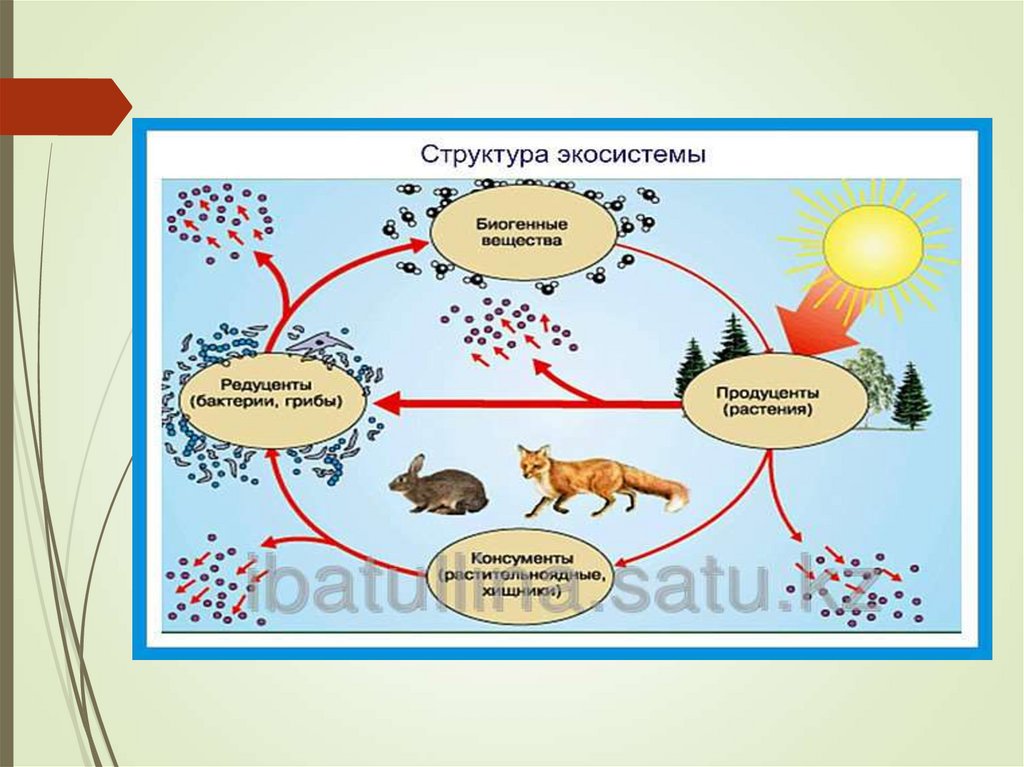 Презентация структура экосистем 9 класс биология