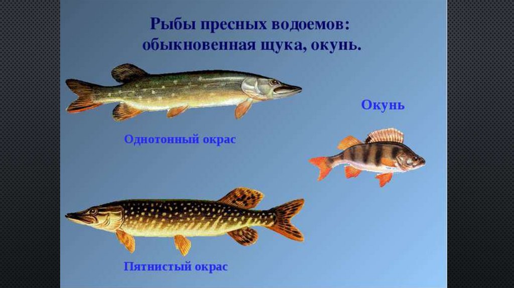 В пресных водоемах обитает. Рыбы пресных водоемов. Рыбы живущие в пресных водоемах. Рыбы живущие в пресной воде. Названия рыб пресных водоемов.