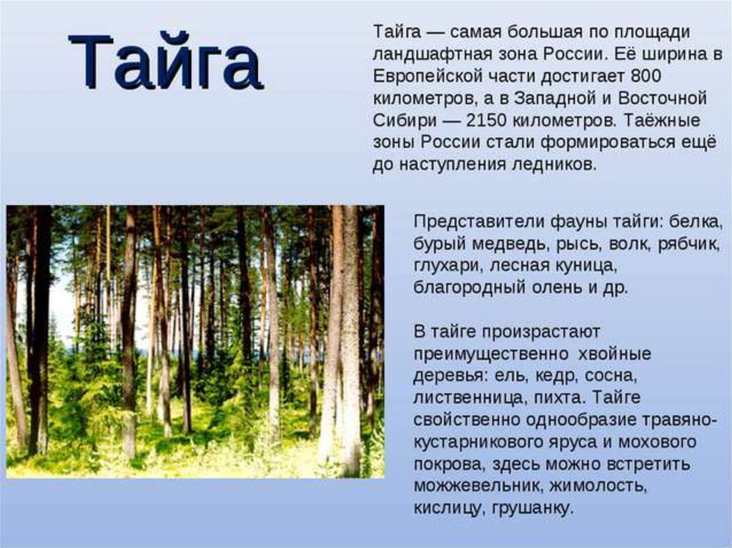 Тайга краткий рассказ. Рассказ о природной зоне. Рассказ о тайге. Доклад о тайге. Природные зоны России Тайга.
