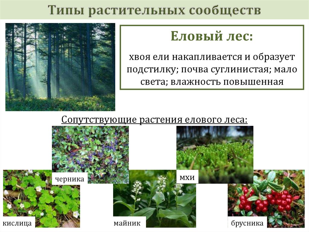 Разнообразие растительных сообществ