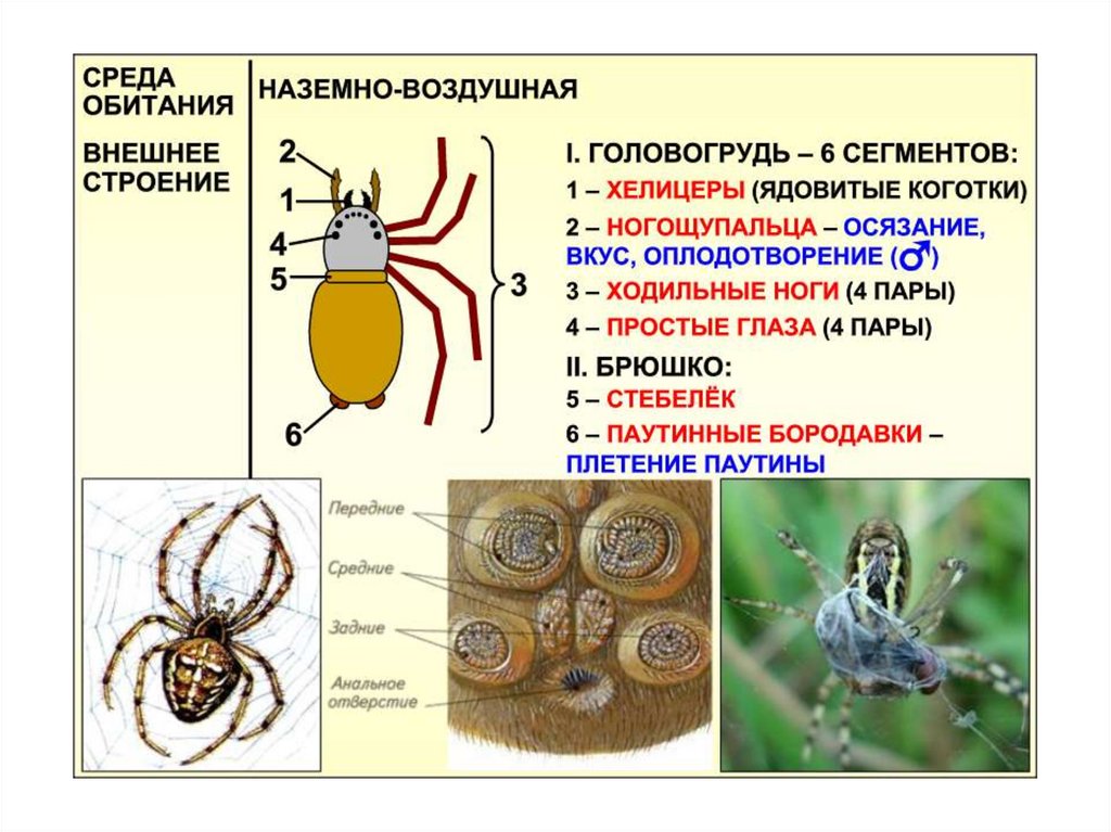 Класс паукообразные 7 класс. Таблица паукообразные 8 класс биология. Паукообразные презентация. Паукообразные представители. Функции паукообразных.