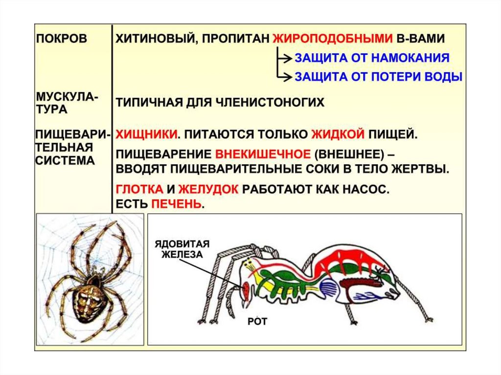 Выбери признаки паукообразных. Конечности у паукообразных 7 класс биология. Строение паукообразных 7 класс биология. Членистоногие паукообразные. Внешнее строение паукообразных.