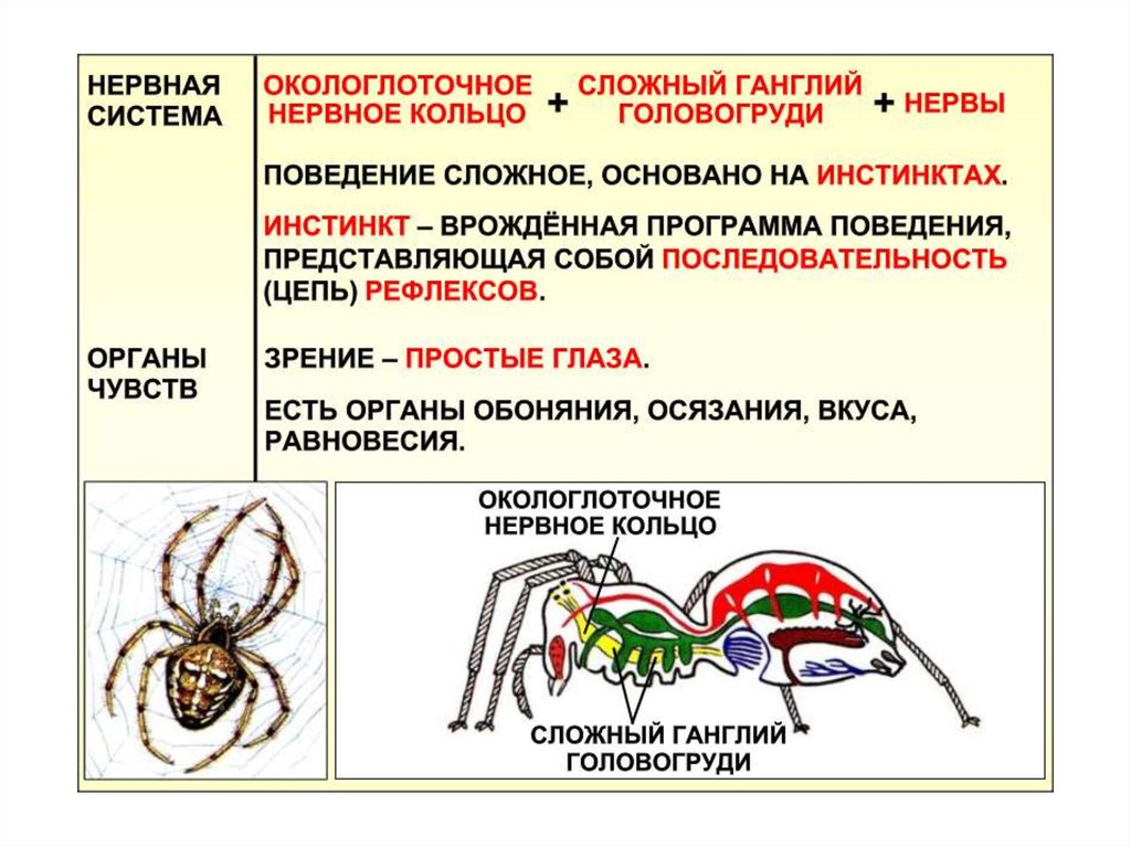 Презентация на тему паукообразные 7 класс биология