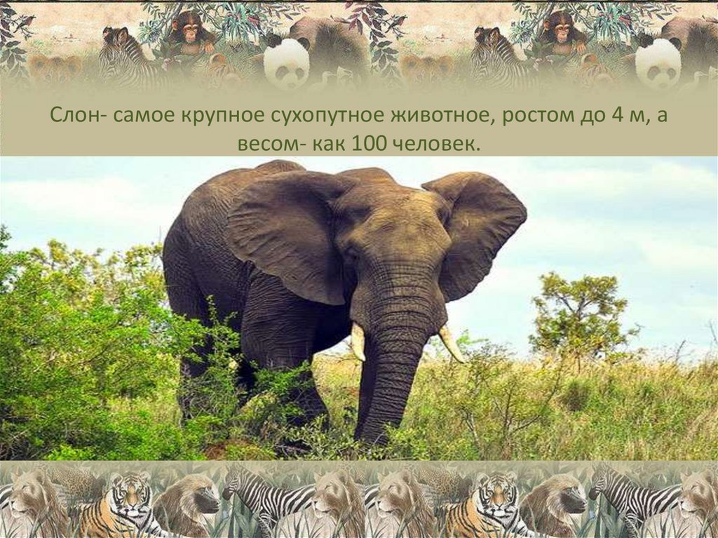 Слон- самое крупное сухопутное животное, ростом до 4 м, а весом- как 100 человек.