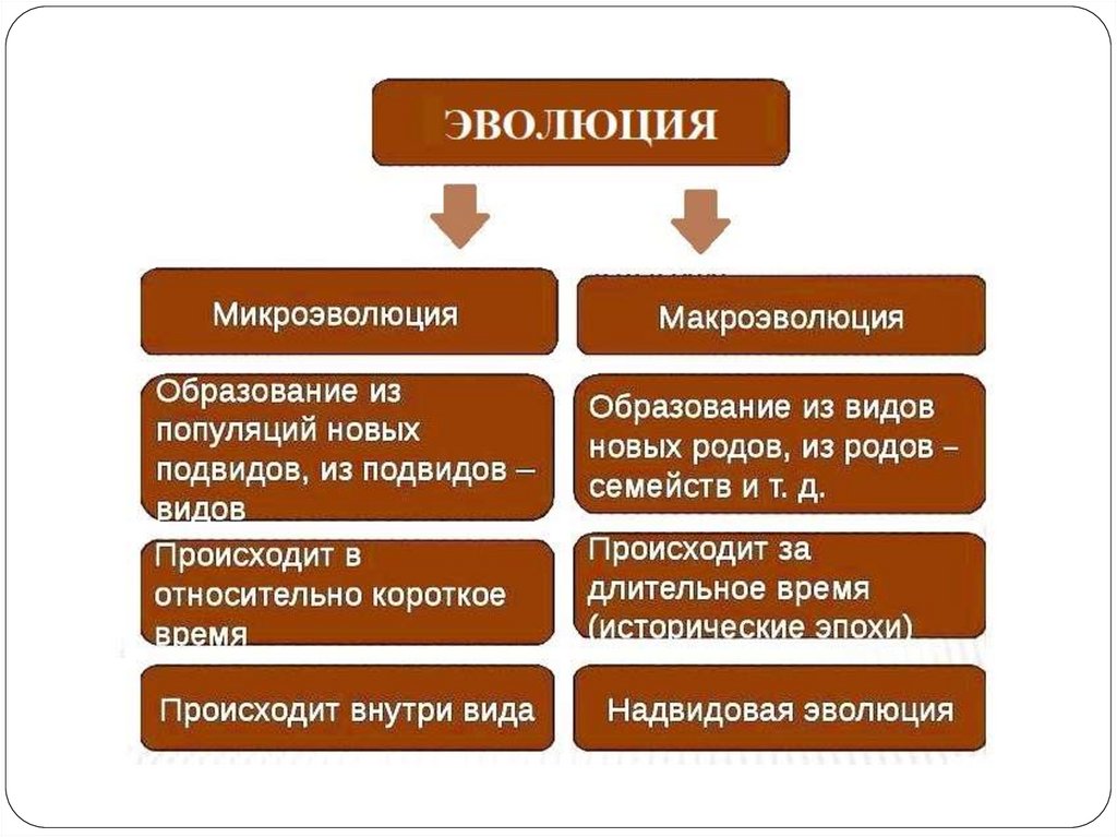 Микроэволюция презентация 9 класс