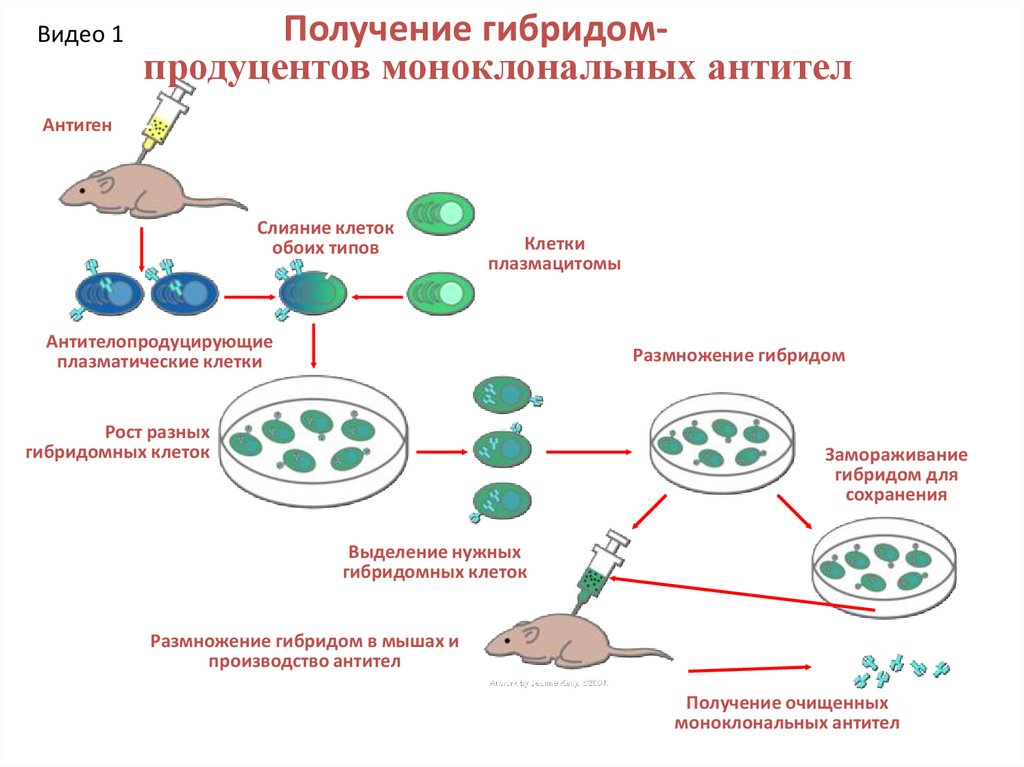 Контрольная работа по теме Получение моноклональных антител