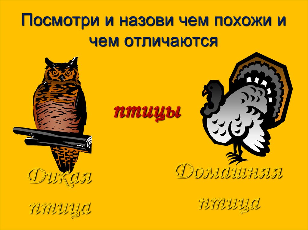 Посмотри и назови чем похожи и чем отличаются