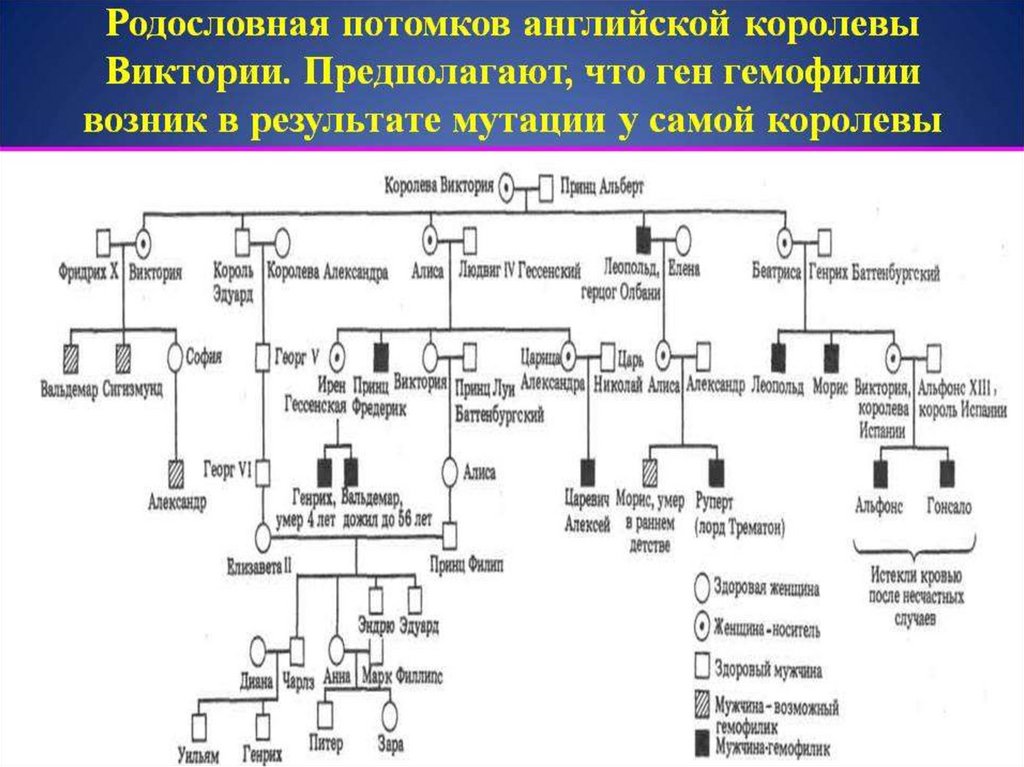 Потомков признаков. Генеалогическое Древо королевы Виктории гемофилия. Королева Виктория гемофилия родословная. Родословная по гемофилии королевы Виктории. Родословная английской королевы Виктории наследование гемофилии.