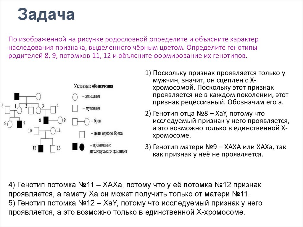 По изображенной на рисунке родословной установите