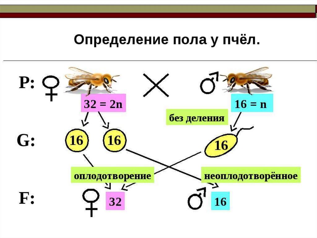 Хромосомы пчел. Схема наследования пола у пчел. Как определить пол пчелы. Набор хромосом у пчел. Наследование пола у насекомых.