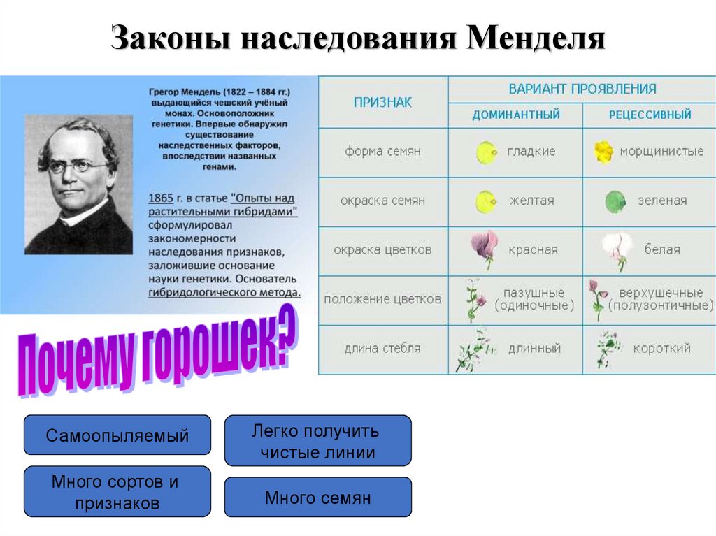 1 закон наследственности менделя