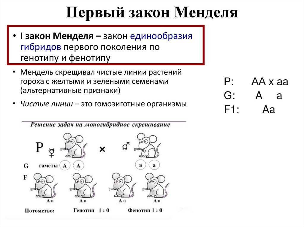 Первый и второй закон менделя 10 класс