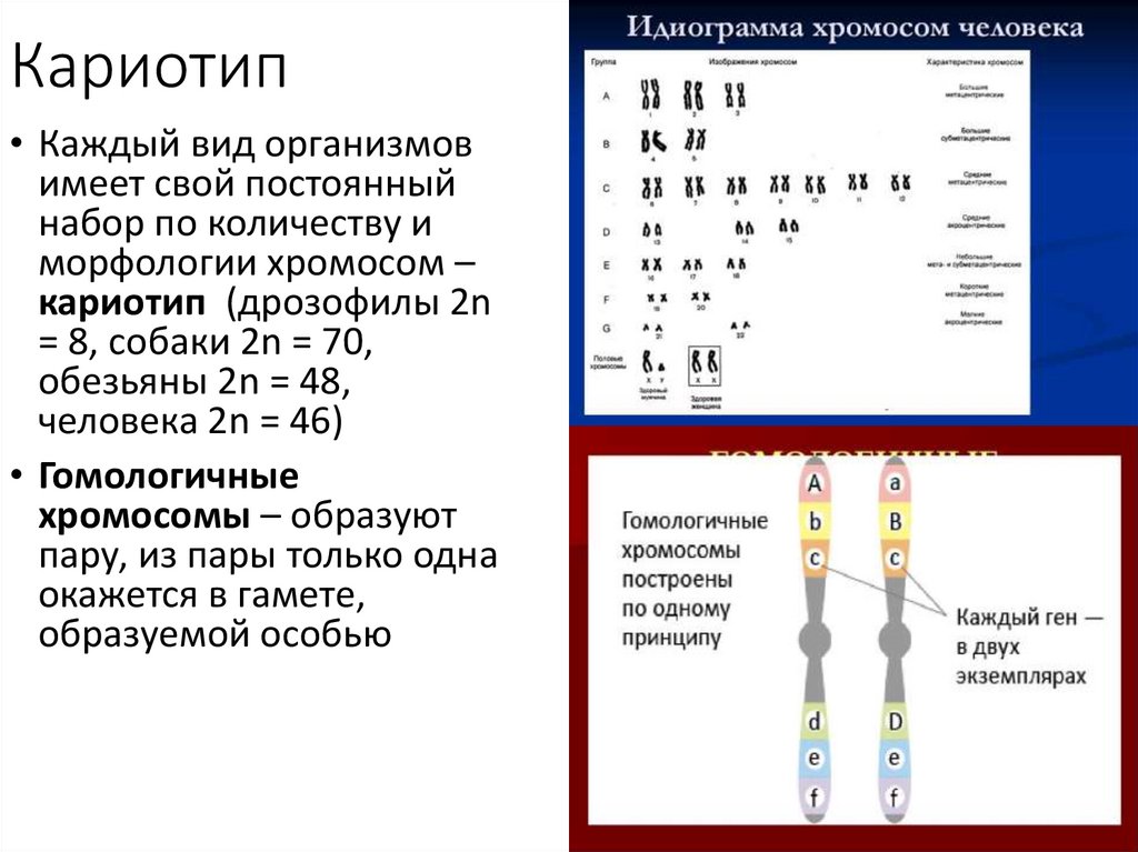 Кариотип супружеской пары