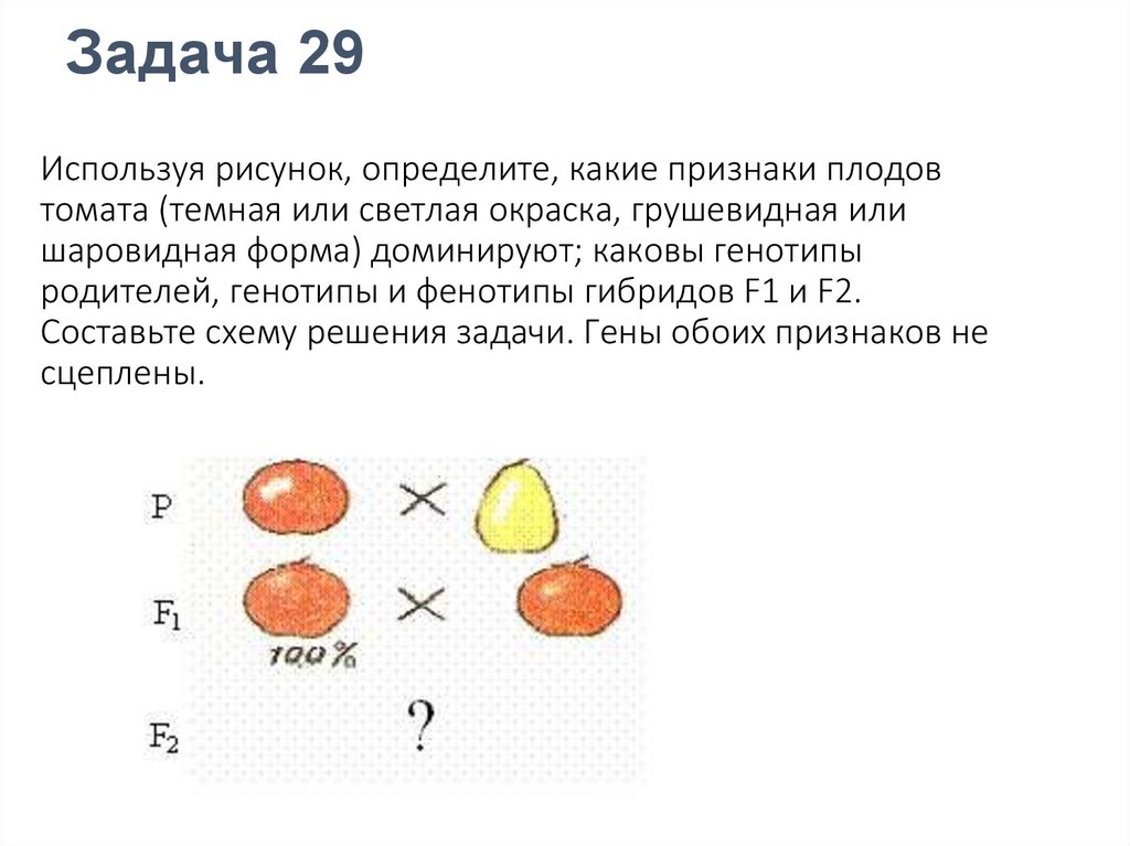 Круглая форма плодов томата