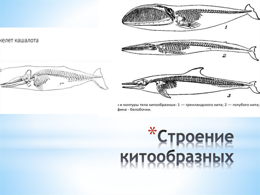 Значение китообразных в жизни человека