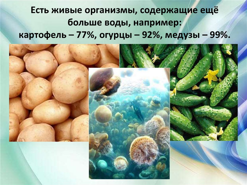 Есть живые организмы, содержащие ещё больше воды, например: картофель – 77%, огурцы – 92%, медузы – 99%.