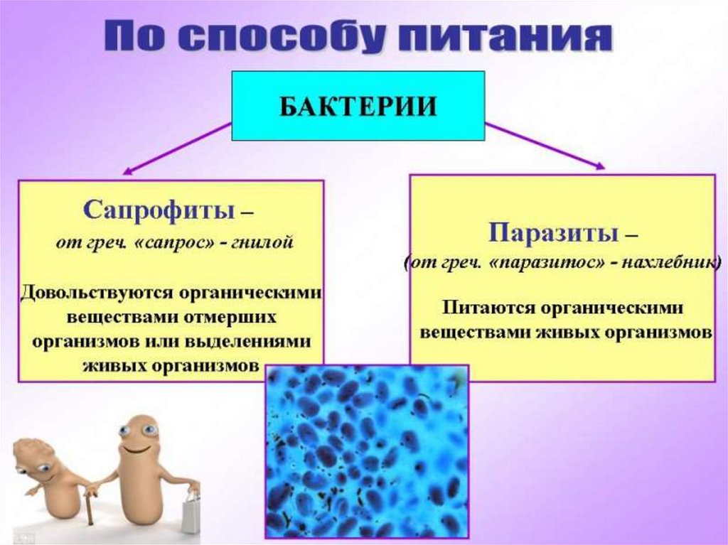 Многообразие бактерий презентация