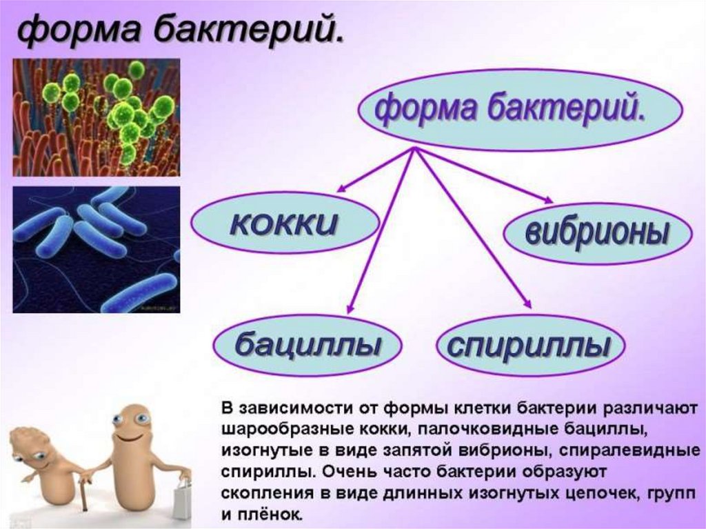 Презентация на тему царство бактерий