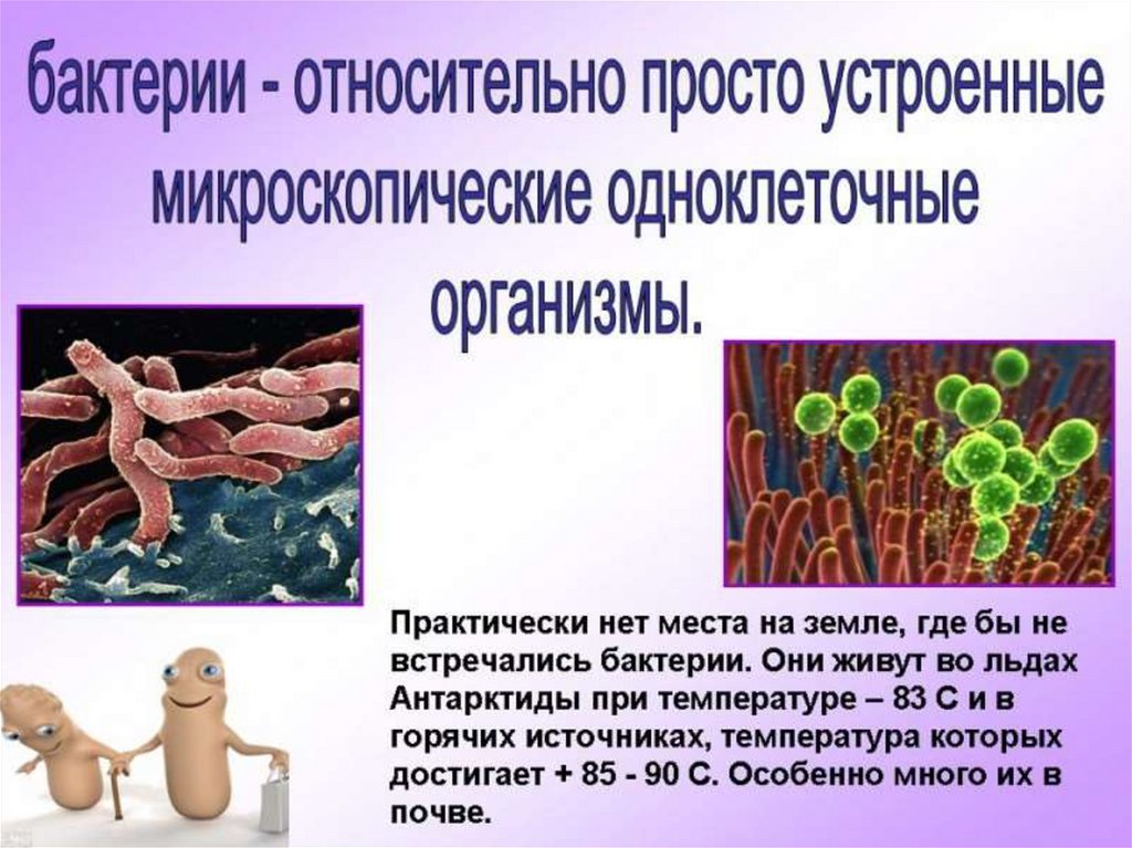 Презентация микроорганизмы их строение и значение для человека