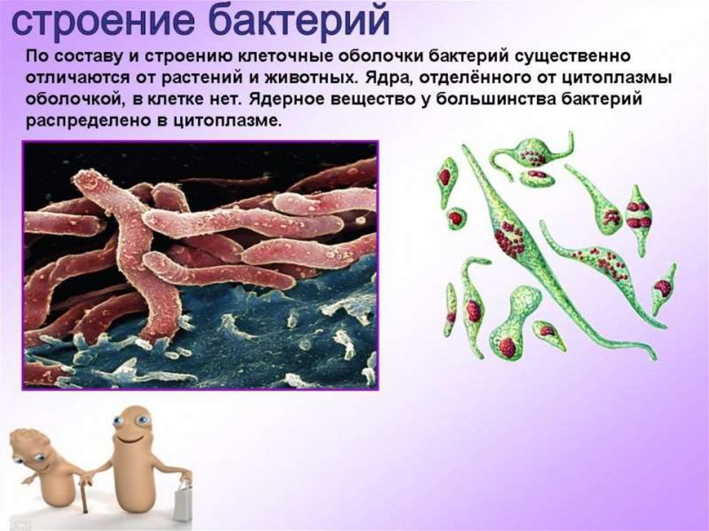 Презентация бактерий в жизни человека. Бактерии презентация. Строение и жизнедеятельность бактерий. Бактерии проект. Бактерии 5 класс.