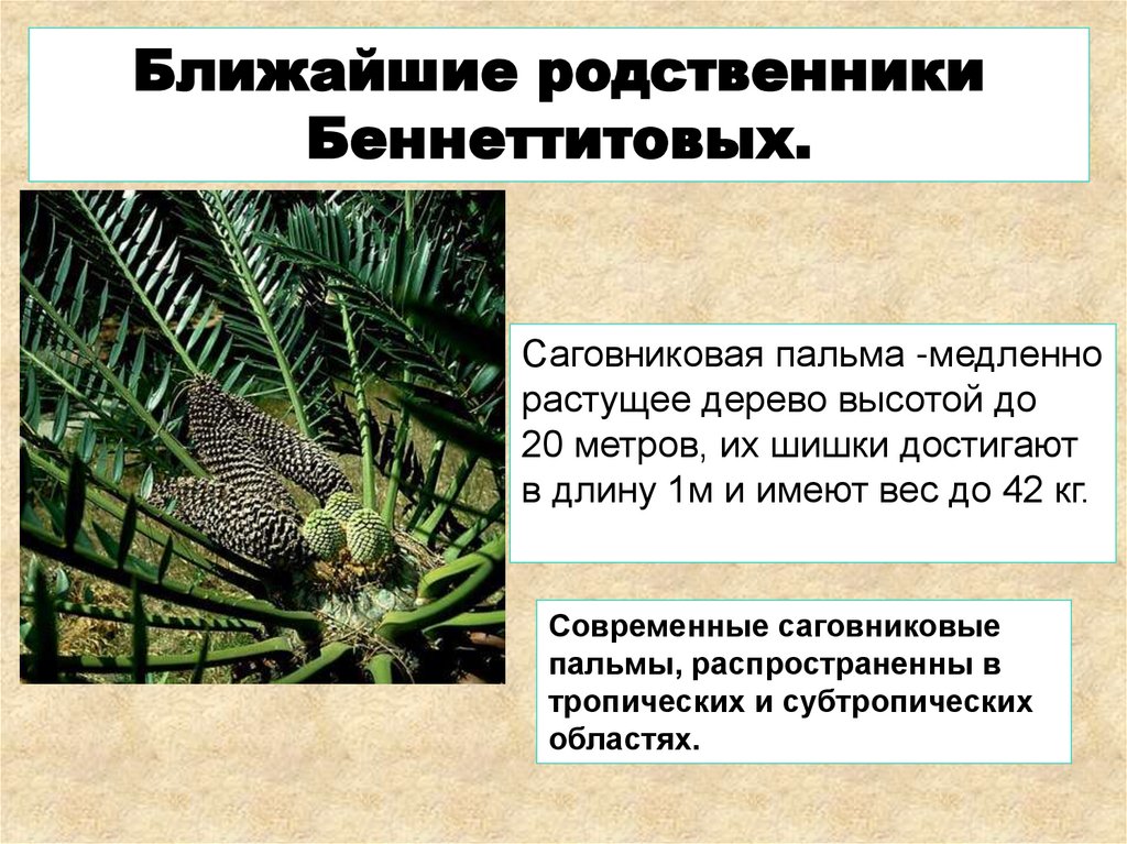 Какие растения господствуют