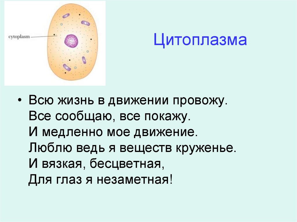Цитоплазма значение этой структуры в жизнедеятельности клетки. Цитоплазма клетки 5 класс биология. Что такое цитоплазма в биологии 5 класс. Строение клетки 5 класс цитоплазма.