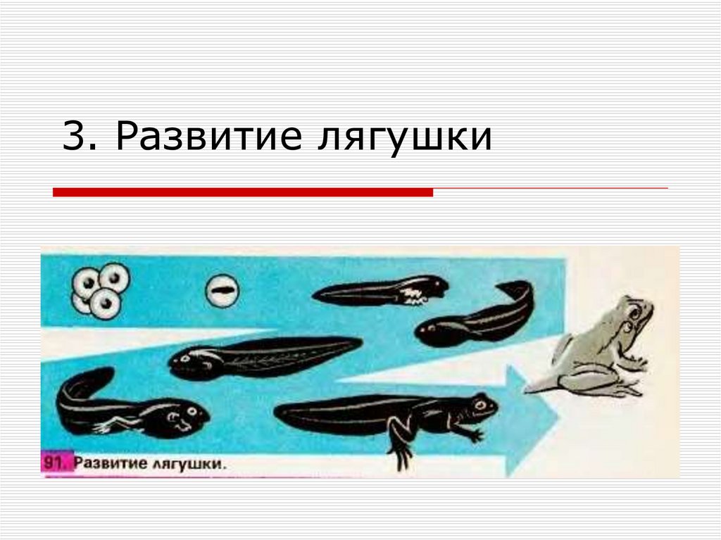 На рисунке изображена лягушка в разные периоды жизни приведите пример процесса иллюстрирующего