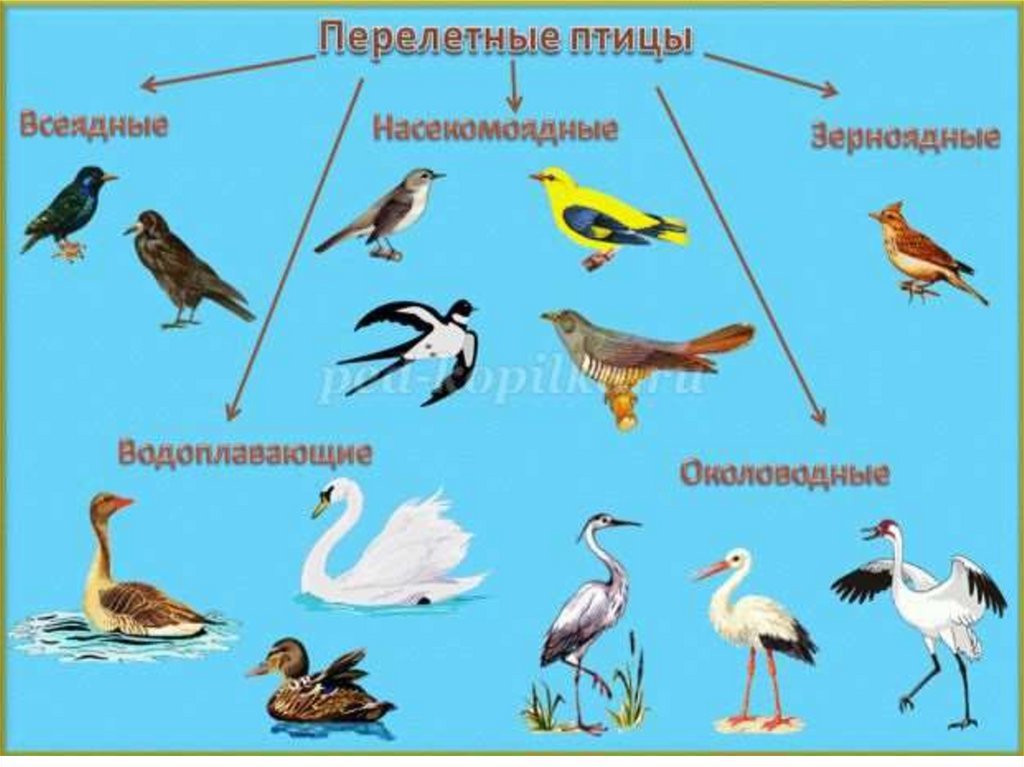 Перелетные птицы 4 5 лет. Перелетные водоплавающие птицы России. Птицы для детей дошкольного возраста. Перелетные птицы для детей дошкольного возраста. Изображение перелетных птиц для детей.