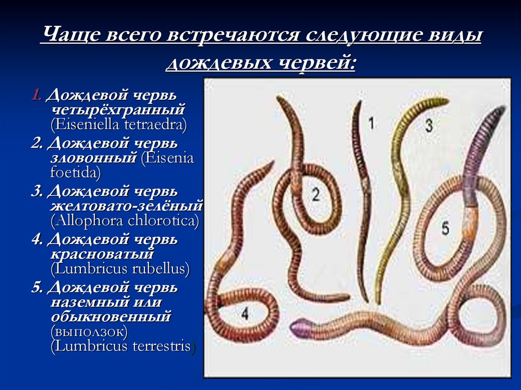 Кольчатые черви названия. Кольчатые черви. Внешний вид кольчатых червей. Передний конец тела кольчатых червей.