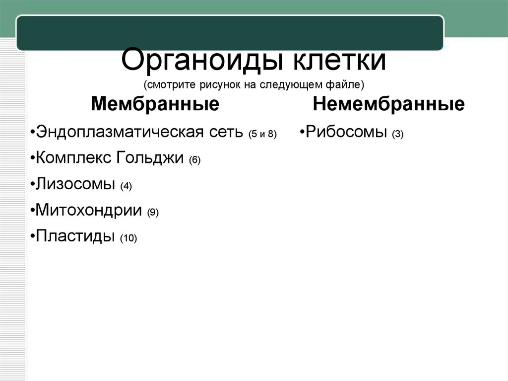 Органоиды клетки (смотрите рисунок на следующем файле)