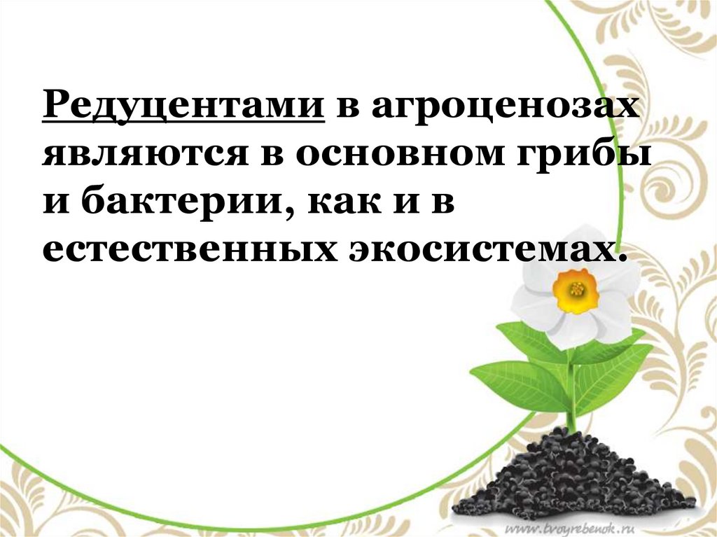 Презентация агроэкосистемы и урбоэкосистемы