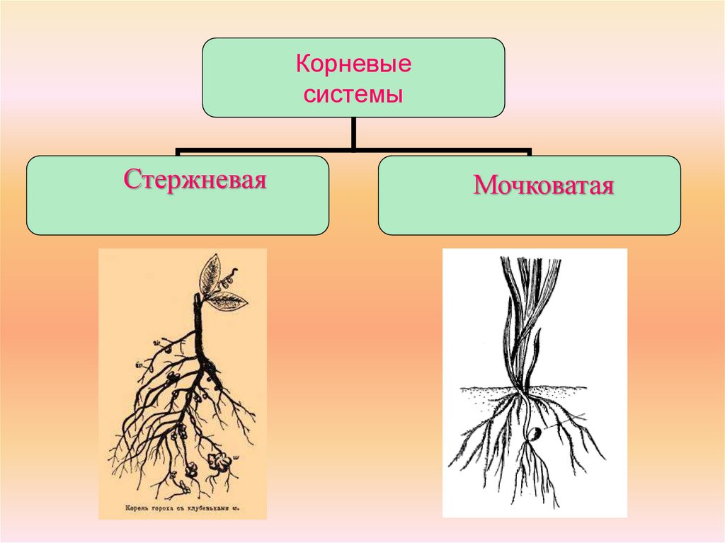 Какие существуют корни. Схема стержневой и мочковатой корневых систем.