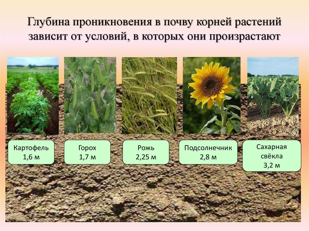 Почвенно растительные условия. Условия произрастания растений. Растения в почве. Корни растений в почве.