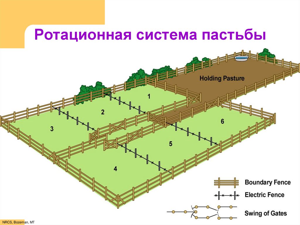 Фронтальная пастьба коров схема