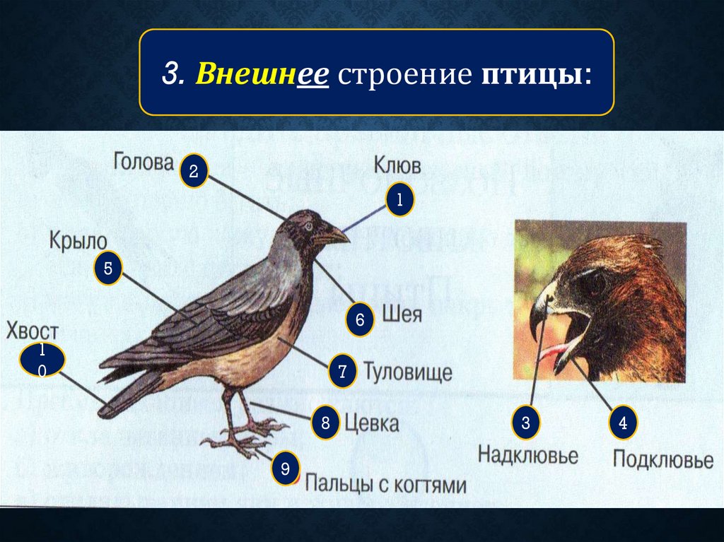 Класс птицы внешнее строение. Завершите схему класс птицы. Птицы 2 класс. Класс птицы ОГЭ.