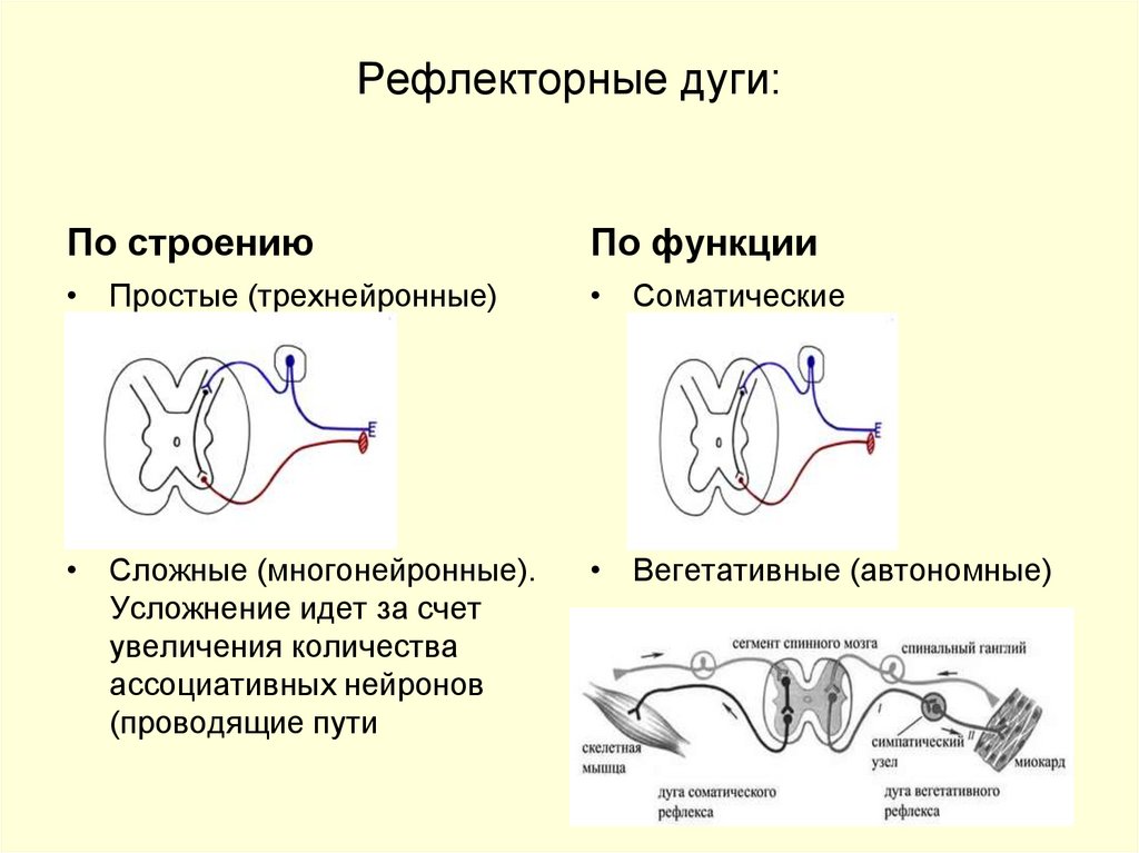 Схема простой и сложной рефлекторной дуги