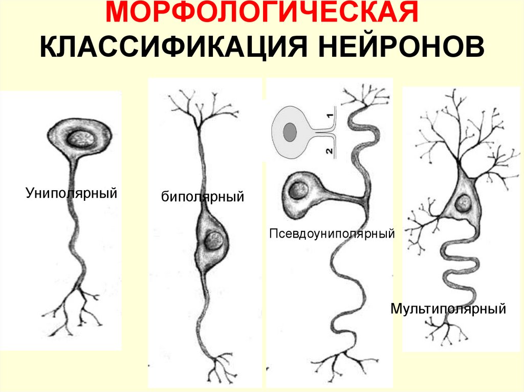 Псевдоуниполярный нейрон обозначен на рисунке буквой