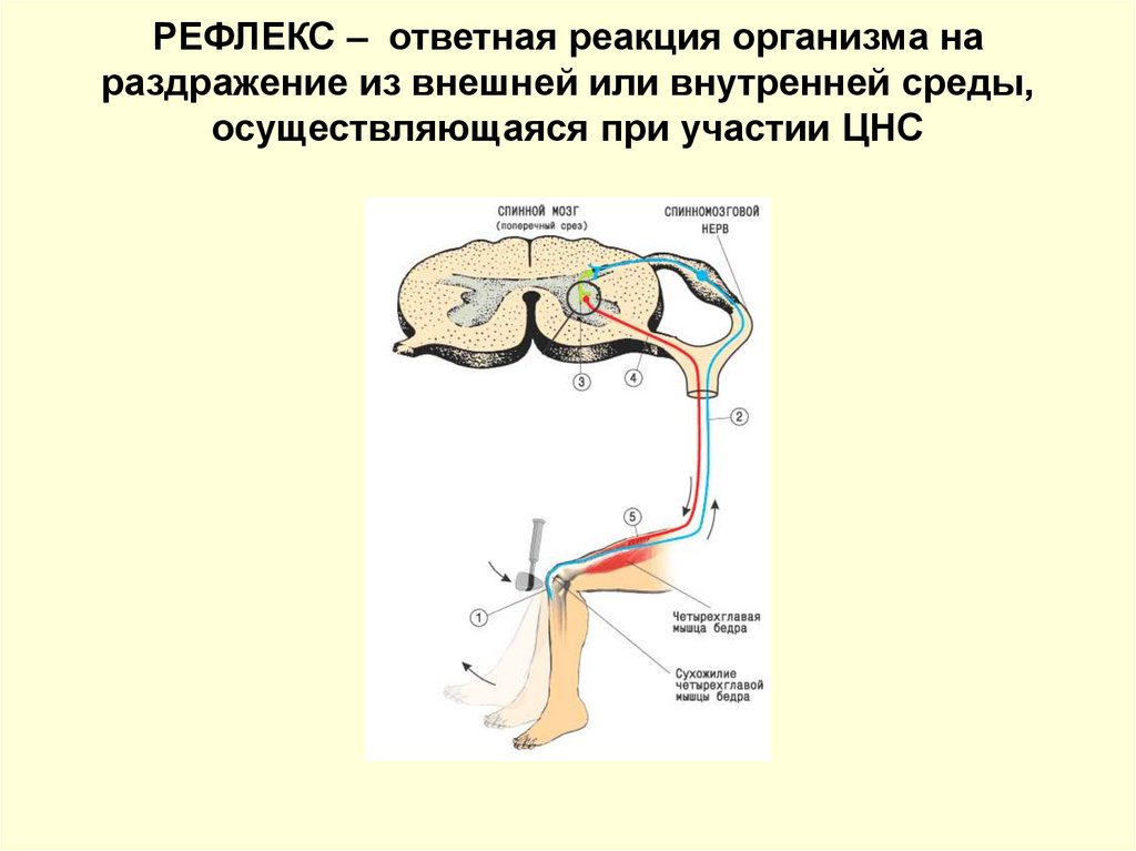 Примеры нервных рефлексов. Рефлекторная нервная система. Рефлекс нервная система. Рефлекторная деятельность нервной системы. Рефлекторная форма деятельности нервной системы.