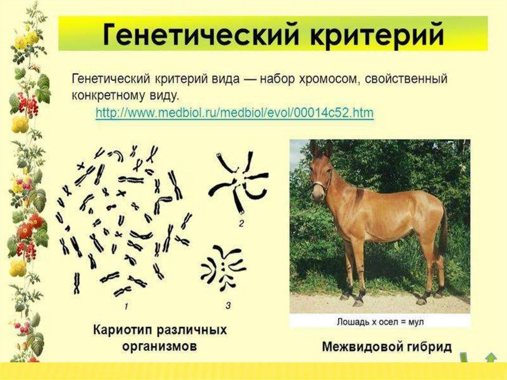 Презентация критерии вида