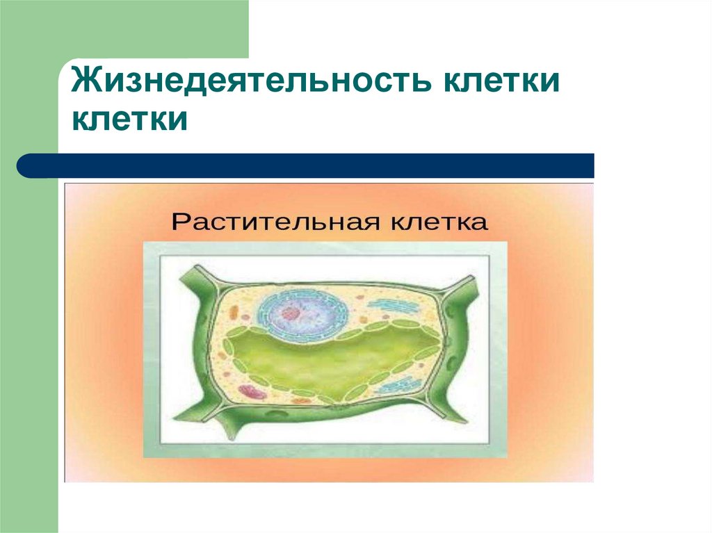 Особенности растительной клетки жизнедеятельность клетки