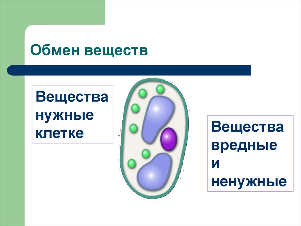 Жизни деятельности клетки
