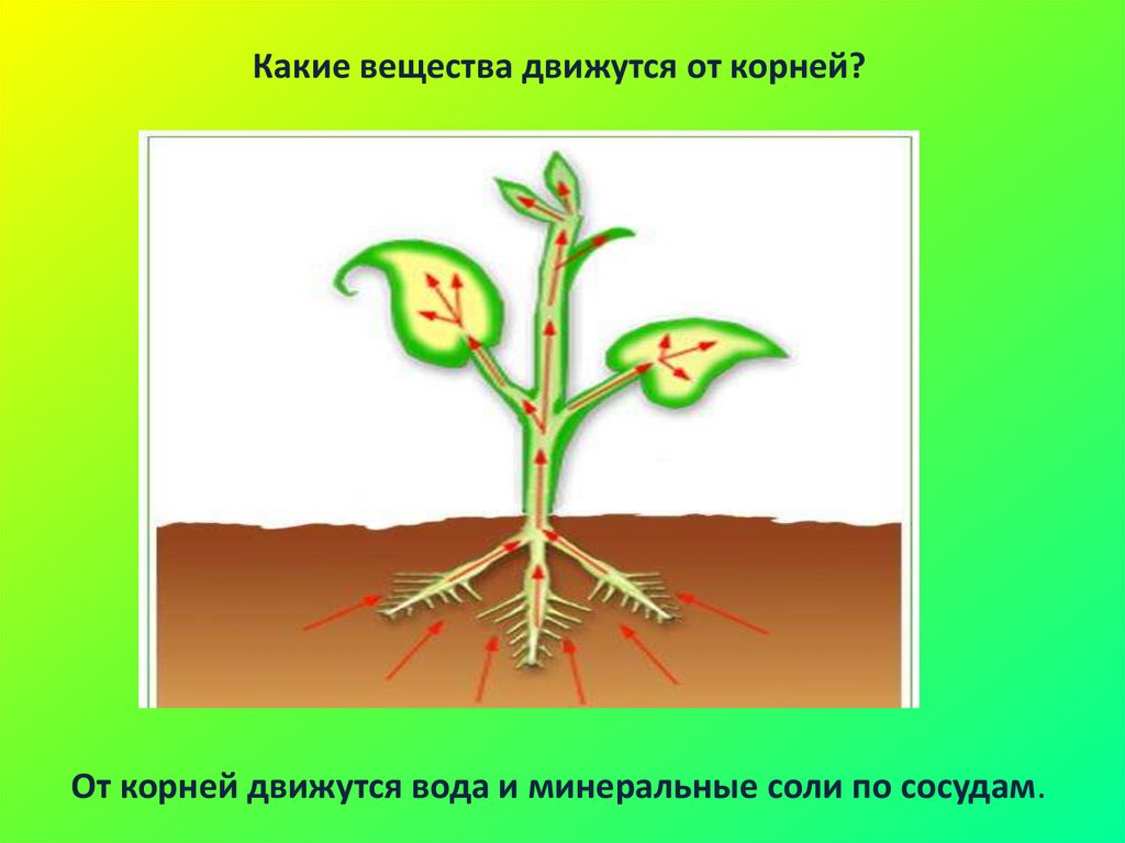 Передвижение веществ у растений. Транспорт веществ у растений. От листьев к корню органические вещества передвигаются
