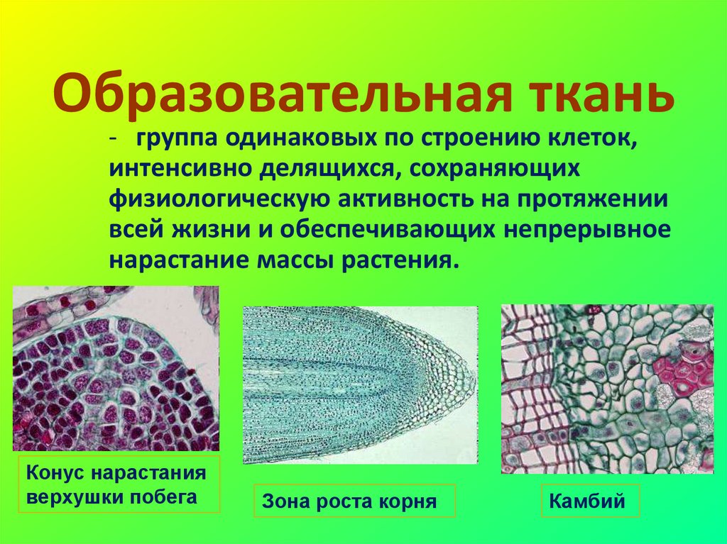 Тип клеток образовательной ткани