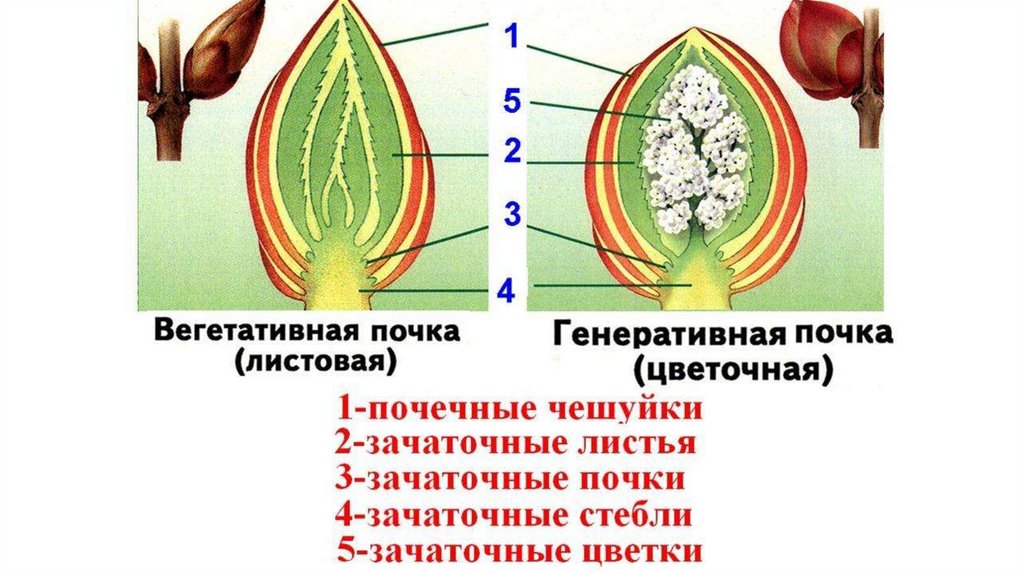 Почему семена называют зачаточными. Строение почки растения зачаток. Строение побега почки растения. Строение листовой почки. Строение генеративной почки растения.